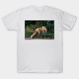 Red Fox - Algonquin Park, Canada T-Shirt